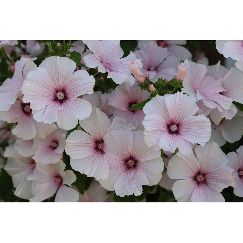 Sommarmalva ´New Dwarf Pink Blush´