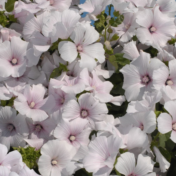 Sommarmalva ´New Dwarf Pink Blush´