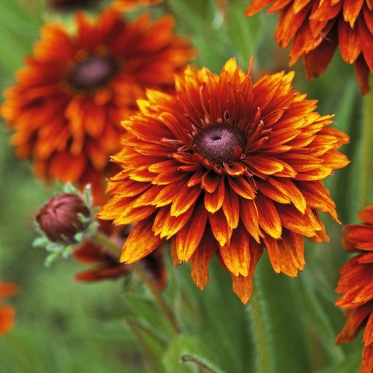 Sommarrudbeckia ´Cherokee Sunset’