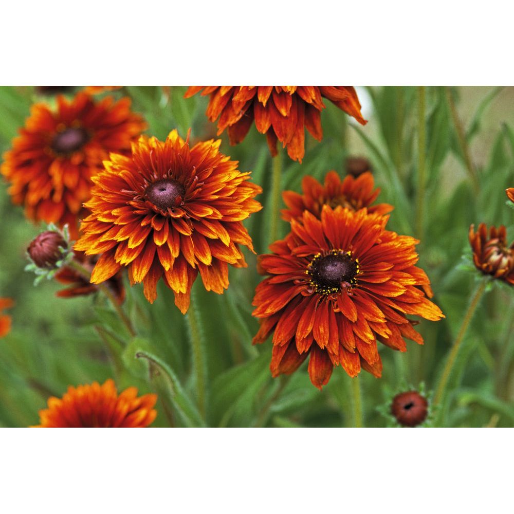 Sommarrudbeckia ´Cherokee Sunset’