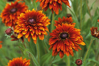 Sommarrudbeckia ´Cherokee Sunset’