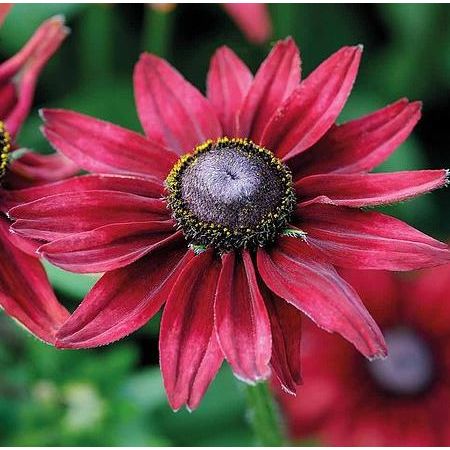 Sommarrudbeckia ´Cherry Brandy’