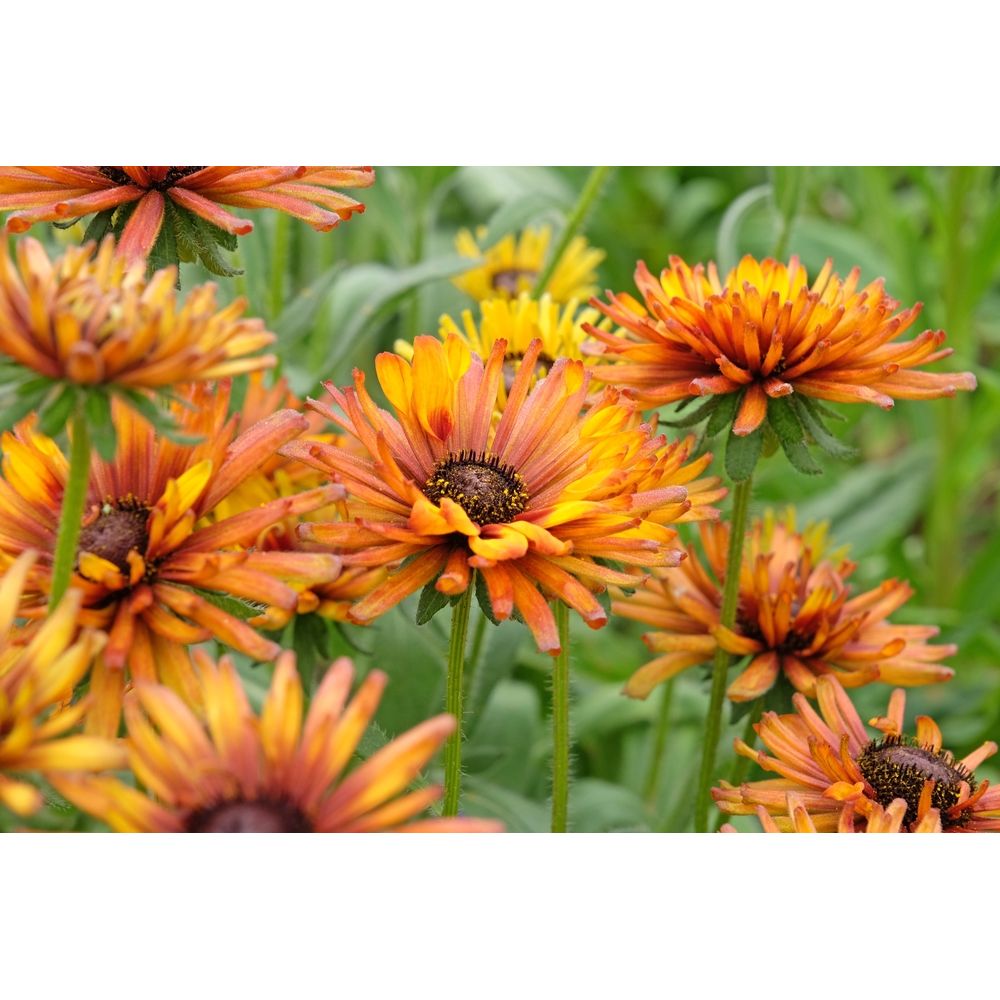 Sommarrudbeckia ´Chim Chiminee’