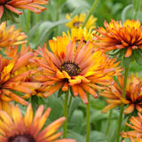 Sommarrudbeckia ´Chim Chiminee’