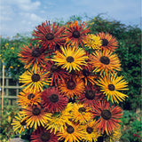 Sommarrudbeckia ´Chim Chiminee’