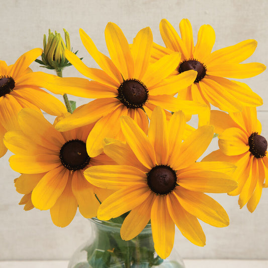 Sommarrudbeckia ´Indian Summer’