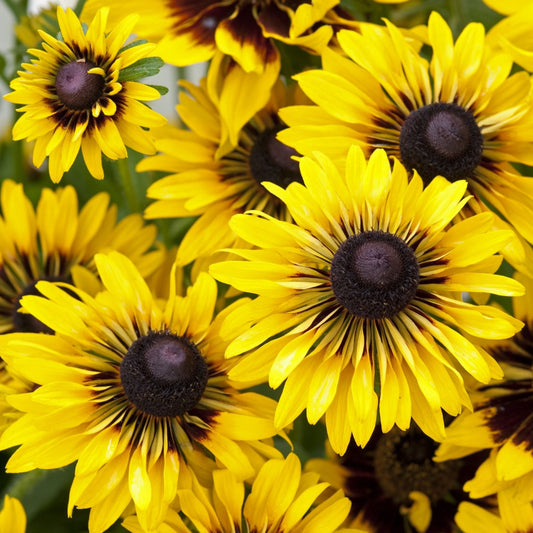 Sommarrudbeckia ´Sputnik’