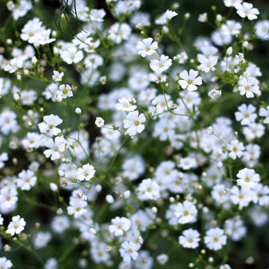 Vit Sommarslöja ´Covent Garden´