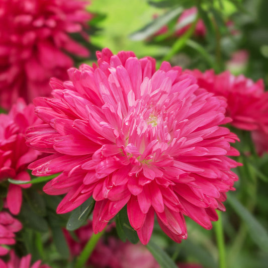 Sommaraster ´King Size Red´