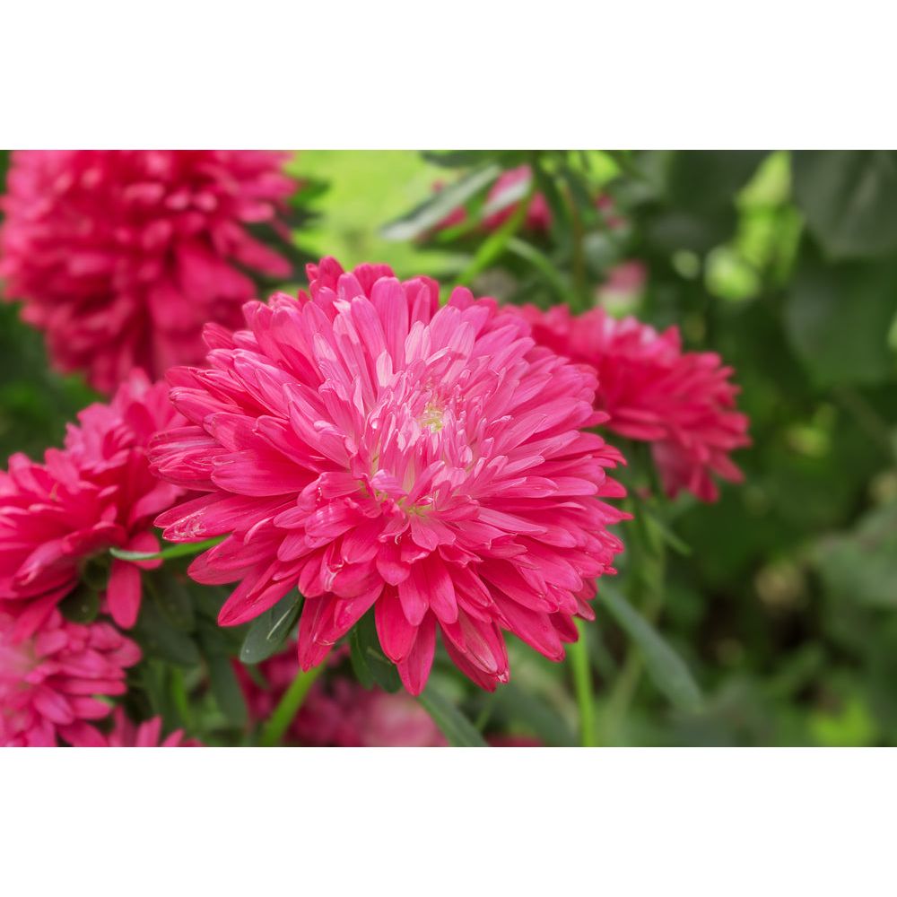 Sommaraster ´King Size Red´