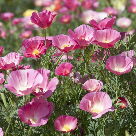 Sömntuta ´Bush Rose´