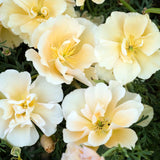 Sömntuta ´Peach Sorbet´