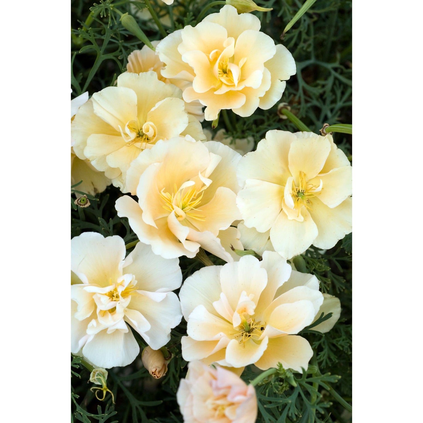 Sömntuta ´Peach Sorbet´