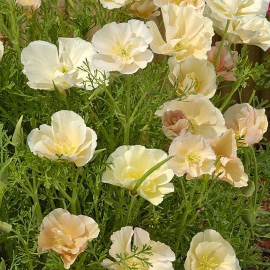 Sömntuta ´Thai Silk Pink Champagne´