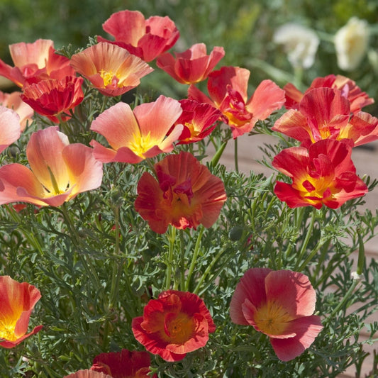 Sömntuta ´Thai Silk Strawberry Fields´