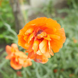 Spansk vallmo ´Double Tangerine Gem´