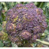 Sparrisbroccoli ´Early Purple´