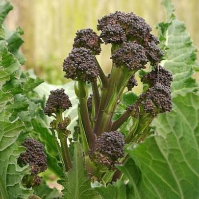 Sparrisbroccoli ´Early Purple´