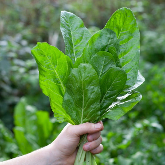 Spenat ´Winter Giant´