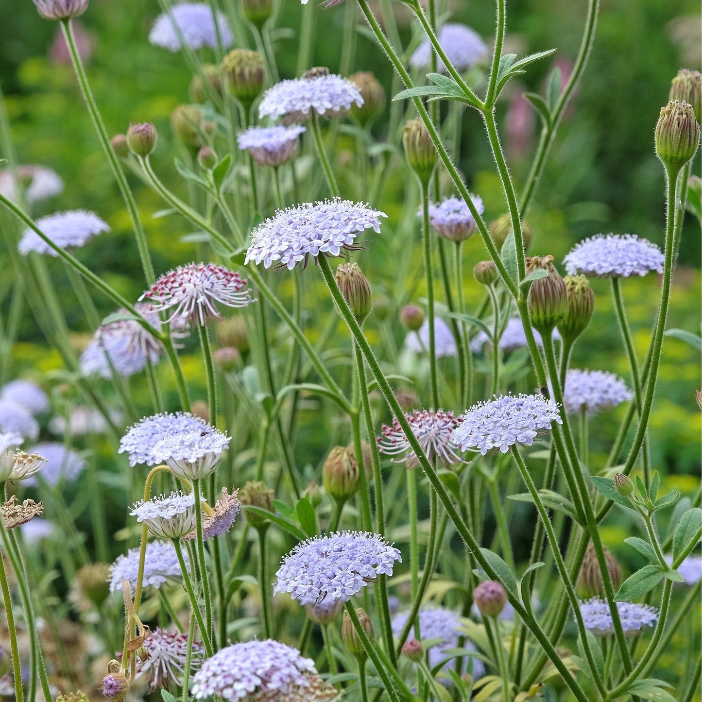 Spetsblomma/Blåparasoll ´Lace Blue´