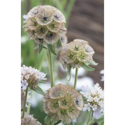 Stjärnvädd ´Paper Moon´