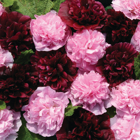 Stockros ´Very Berry´