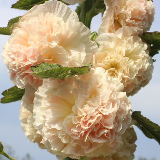 Stockros ´Chater´s Chamois´