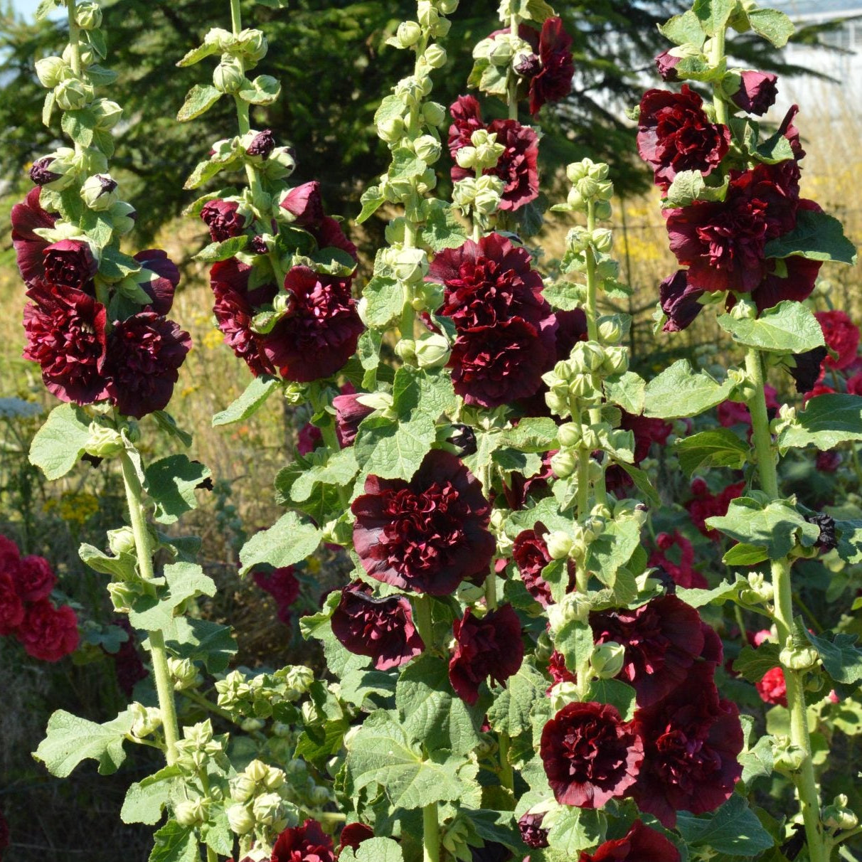 Stockros ´Chater´s Maroon´