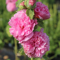 Stockros ´Chater´s Rose´