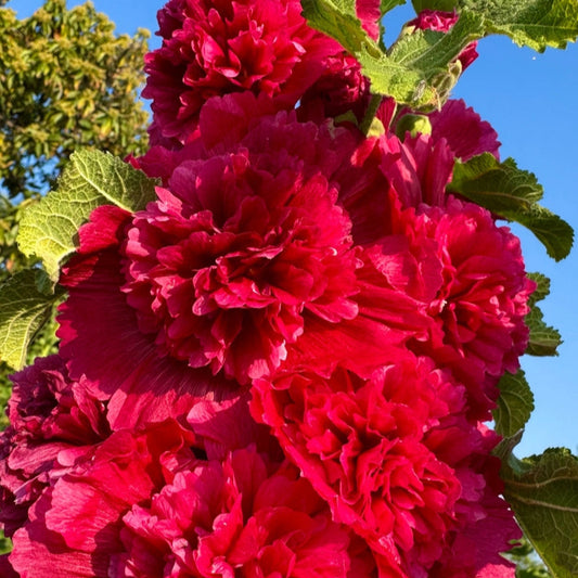 Stockros ´Chater´s Scarlet´