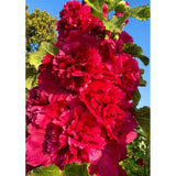 Stockros ´Chater´s Scarlet´