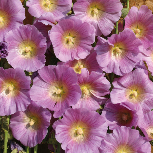 Stockros ´Halo Pink´