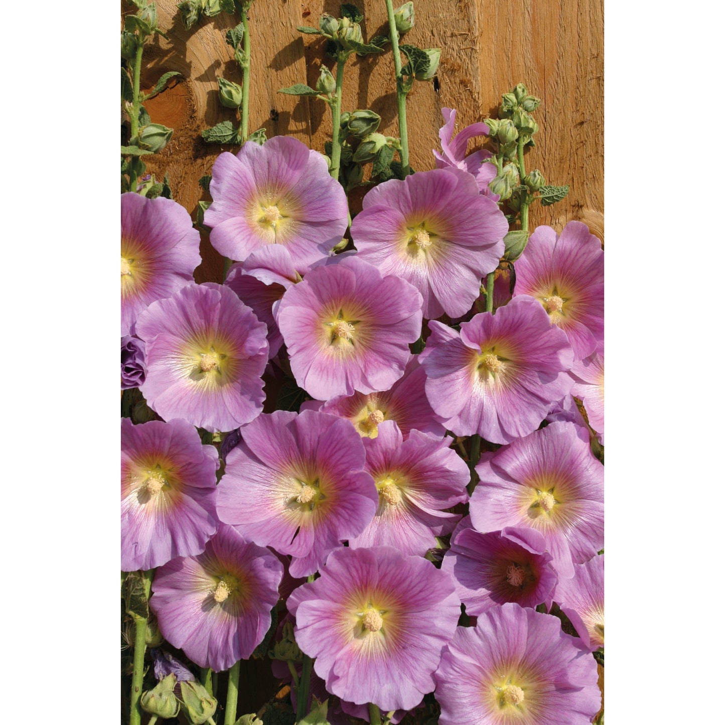 Stockros ´Halo Pink´