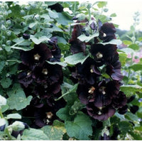 Svart Stockros ´Jet Black´