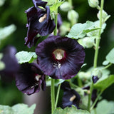 Svart Stockros ´Jet Black´