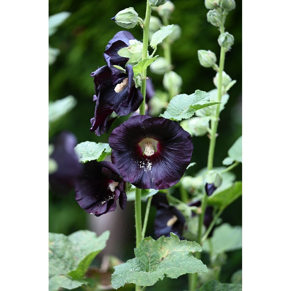 Svart Stockros ´Jet Black´