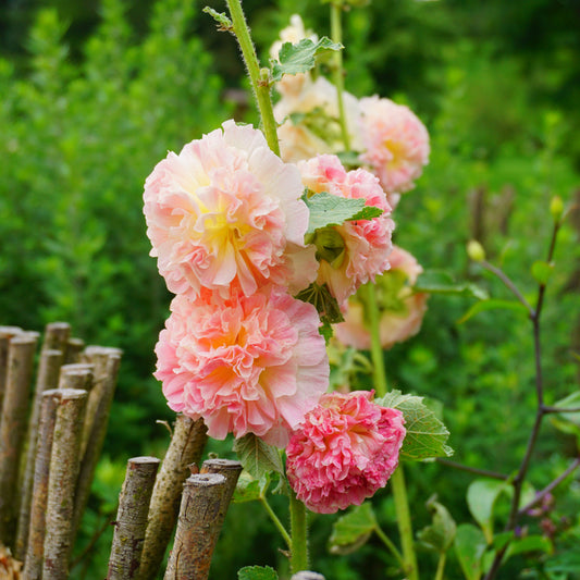 Stockros ´Peaches & Dreams´