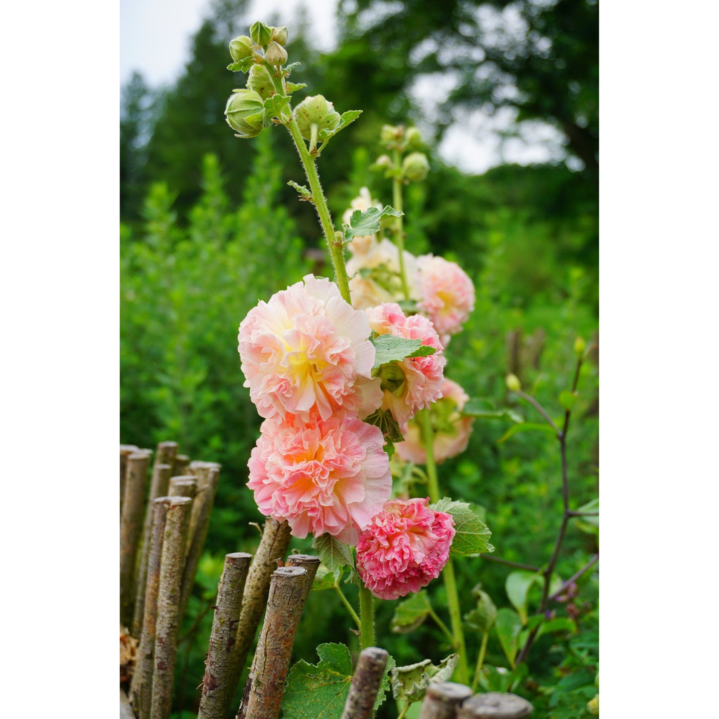 Stockros ´Peaches & Dreams´