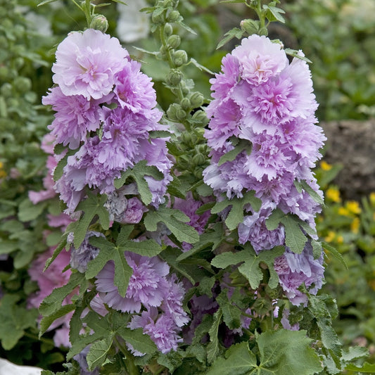 Stockros ´Spring Celebrity Lilac´