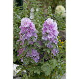Stockros ´Spring Celebrity Lilac´