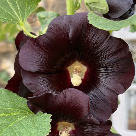 Svart stockros ´The Watchman´