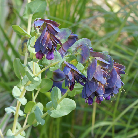Stor vaxblomma ´Pride of Gibraltar´