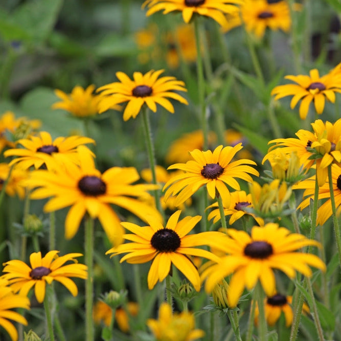 Strålrudbeckia ´Goldsturm´