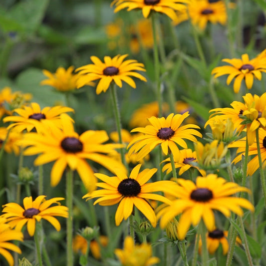 Strålrudbeckia ´Goldsturm´