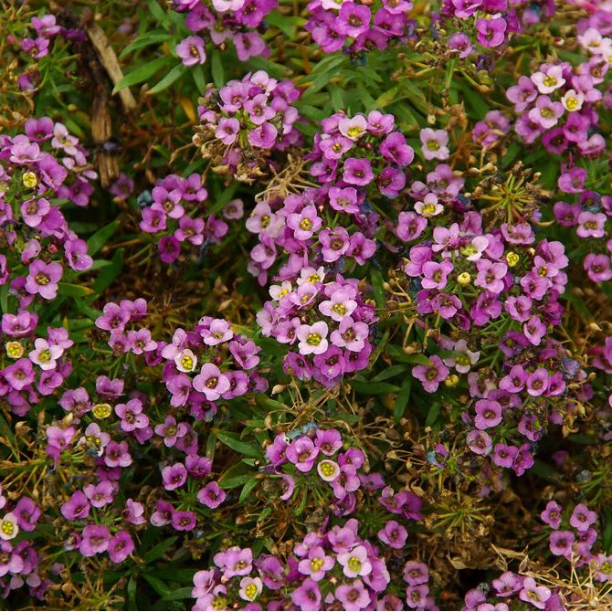 Strandkrassling ´North Face Lavender´