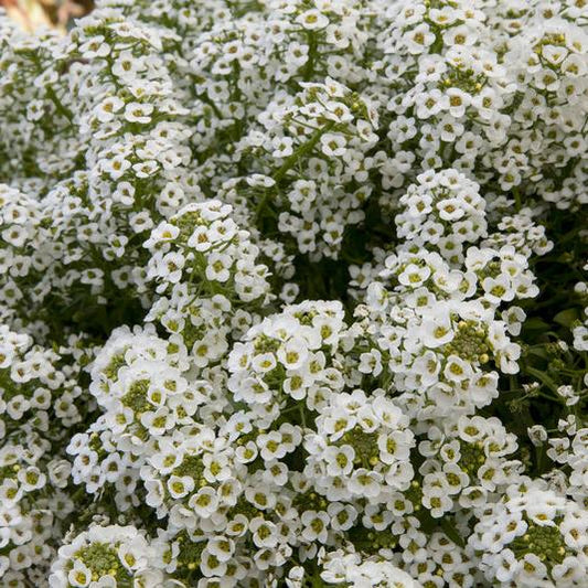 Strandkrassling ´North Face White´