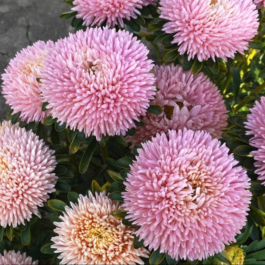 Sommaraster ´Syringa Apricot´