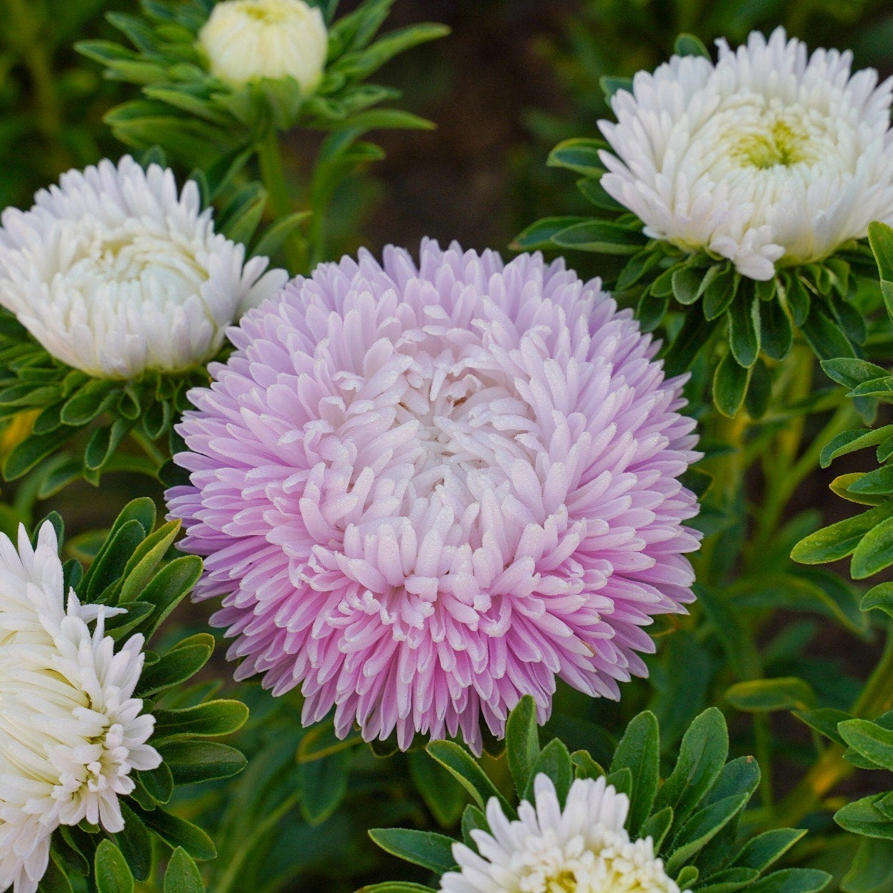 Sommaraster ´Syringa Light Appleblossom´
