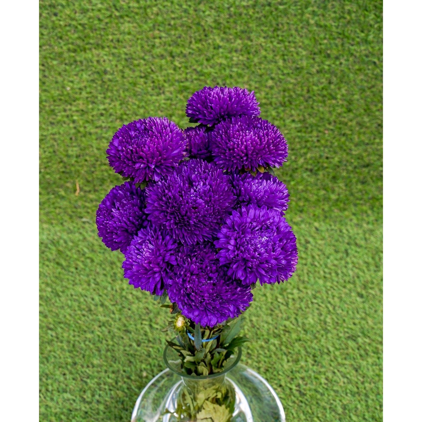 Sommaraster ´Syringa Purple´