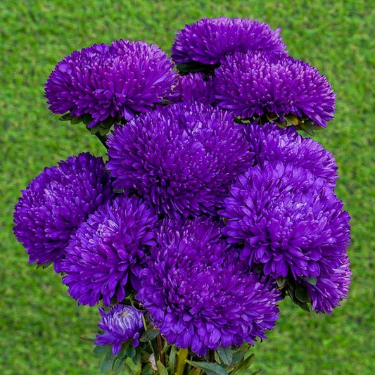 Sommaraster ´Syringa Purple´